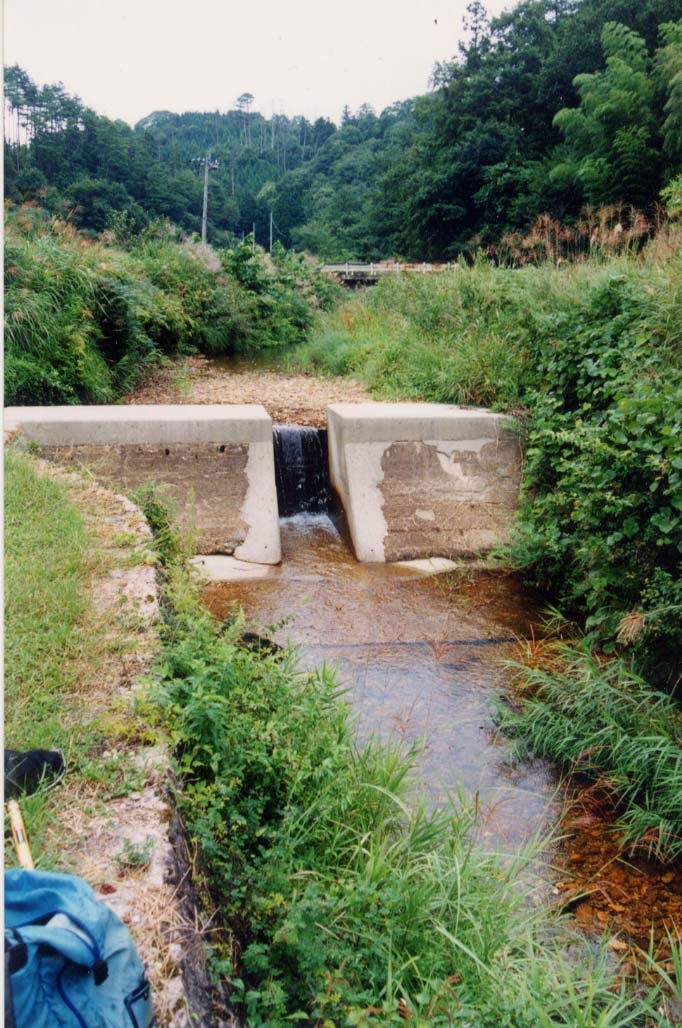 Andrias japonicus Dam 2